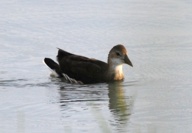 Gallinella d''acqua y